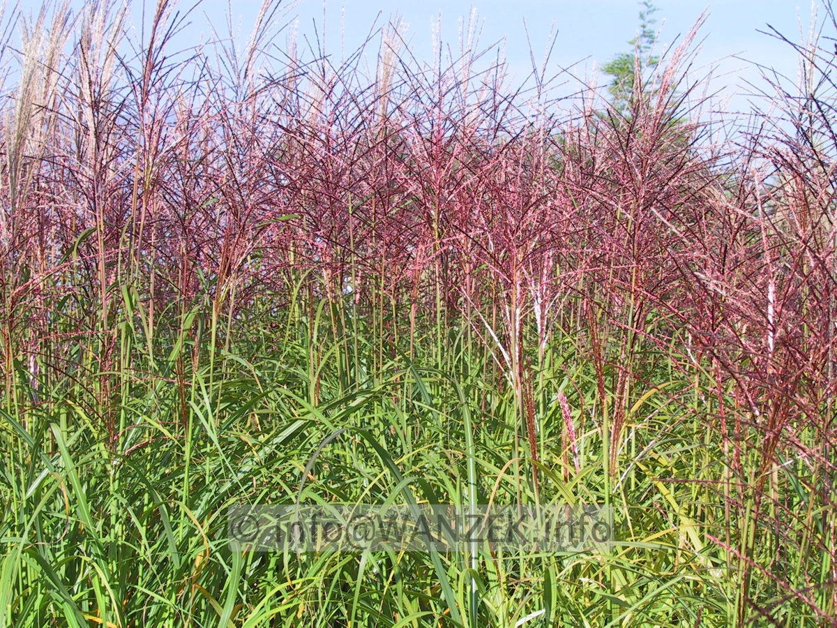 Miscanthus bluehend rot.JPG